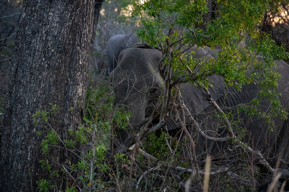 Eléphant de Kruger Parc se cache dans la savane