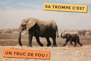 La trompe de l'éléphant, c'est un truc de Fou !