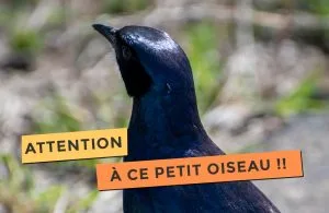 Article sur le fork tailed drogo, un sacré petit oiseauLe fork tailed drogo, un sacré petit oiseau