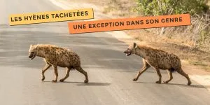 photo de hyènes tachetées une exception dans son genre