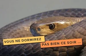 Article sur le black mamba, le serpent qui fait peur !